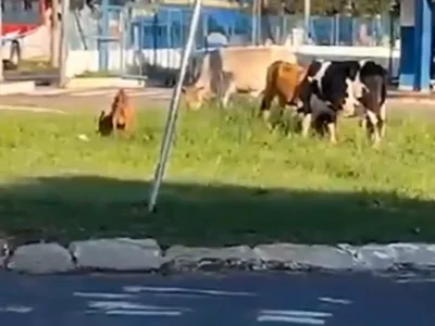 Animais soltos são flagrados em rotatória no Terminal Guaicurus
