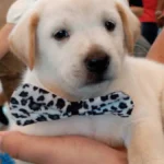 Pet shop pagará R$ 5 mil por vender Labrador "fake