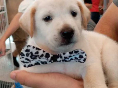 Pet shop pagará R$ 5 mil por vender Labrador "fake