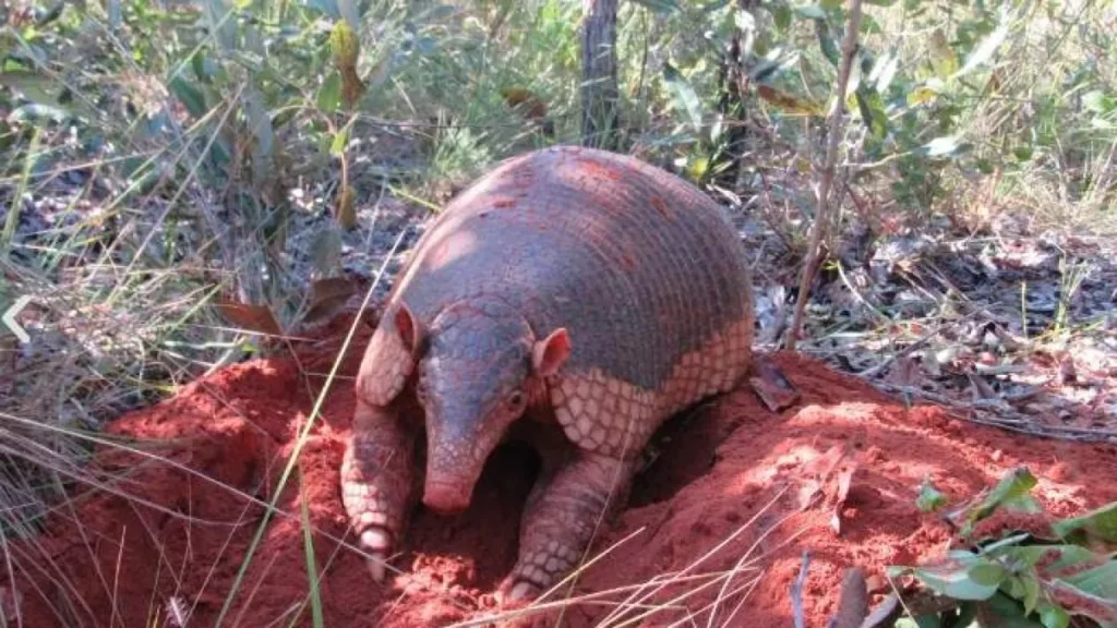 MS aprova projeto que cria Dia Estadual do Tatu-Canastra