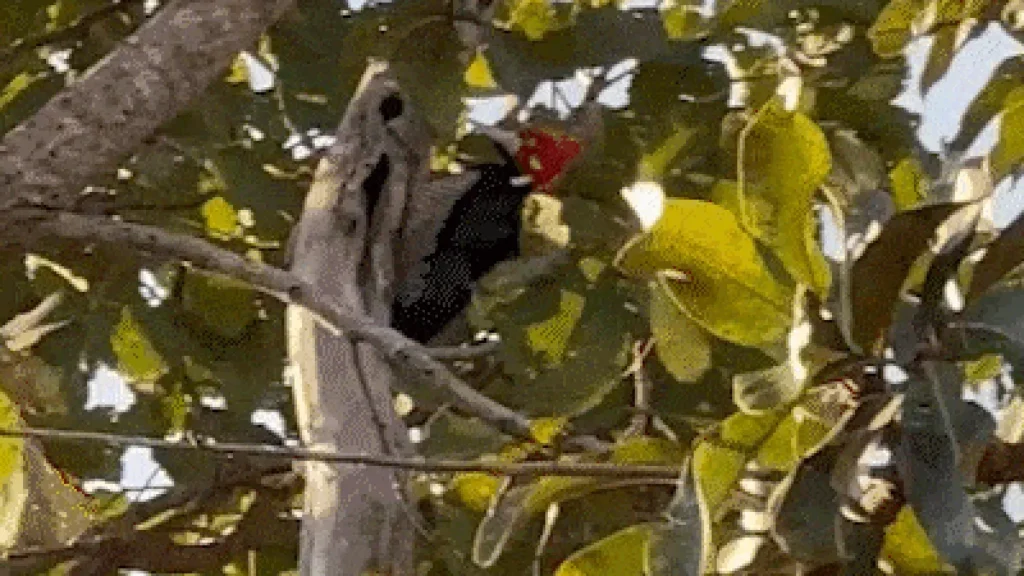Pica-pau é flagrado em meio à rotina na Chácara dos Poderes