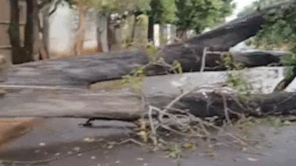 Árvore cai após temporal e bloqueia rua por mais de 24h em Campo Grande