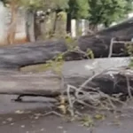 Árvore cai após temporal e bloqueia rua por mais de 24h em Campo Grande