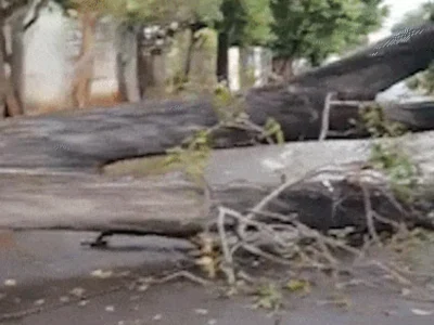 Árvore cai após temporal e bloqueia rua por mais de 24h em Campo Grande